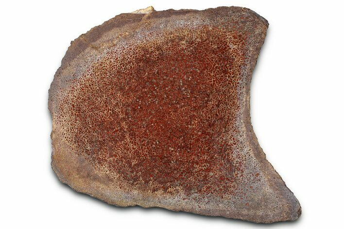 Polished Dinosaur Bone (Gembone) Section - New Mexico #348851